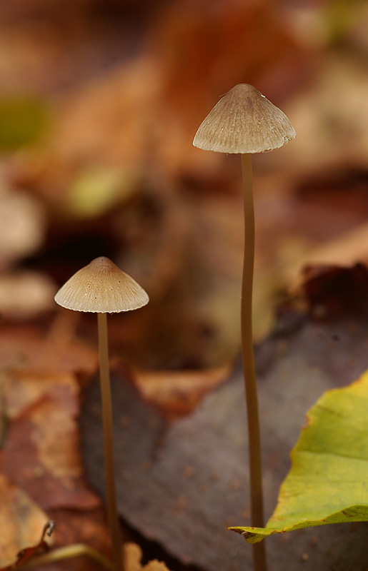 Mycena vitilis